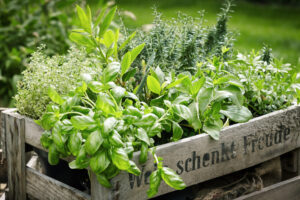 14 Incredible Cancer-Fighting Herbs for Optimal Health